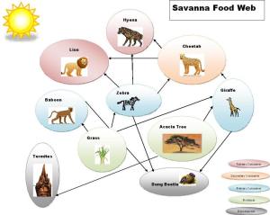 Savanna-Food-Chain1